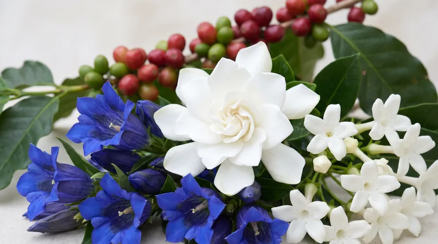 Gardenia, gentian and stephanotis with coffee berries behind