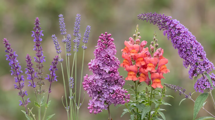 Salvia, lilac, snapdragons and buddleia, every flower two lipped