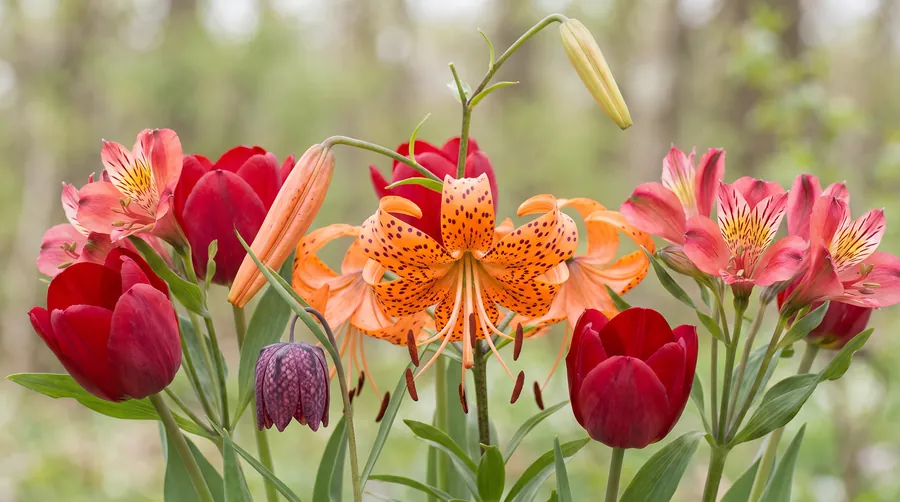 Tiger lily, tulips, alstroemeria and a checkered fritillary