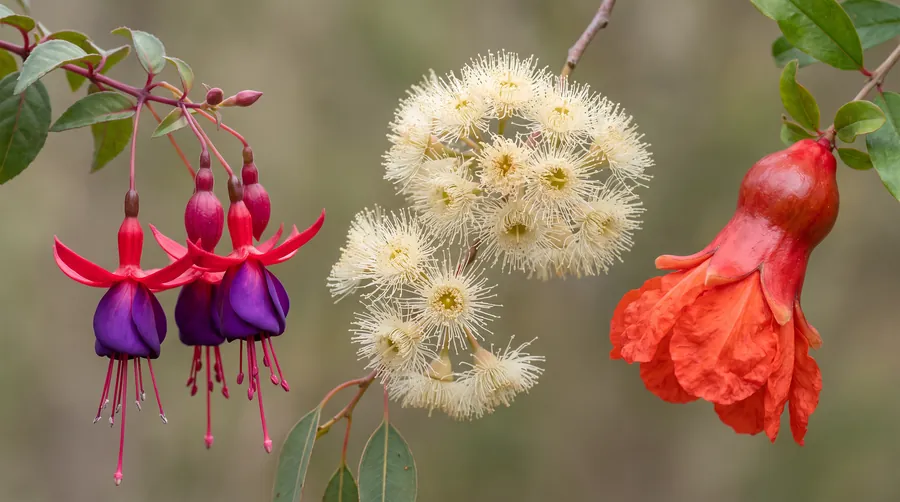 Fuchsia bells, eucalyptus gum blossom and a pomegranate flower