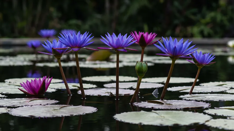 Blue and magenta water lilies held above dark water