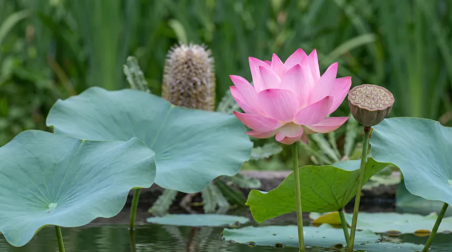 A sacred lotus with its flat seed pod and a banksia cone
