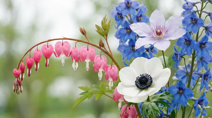 Bleeding heart lockets with anemone, delphinium and clematis