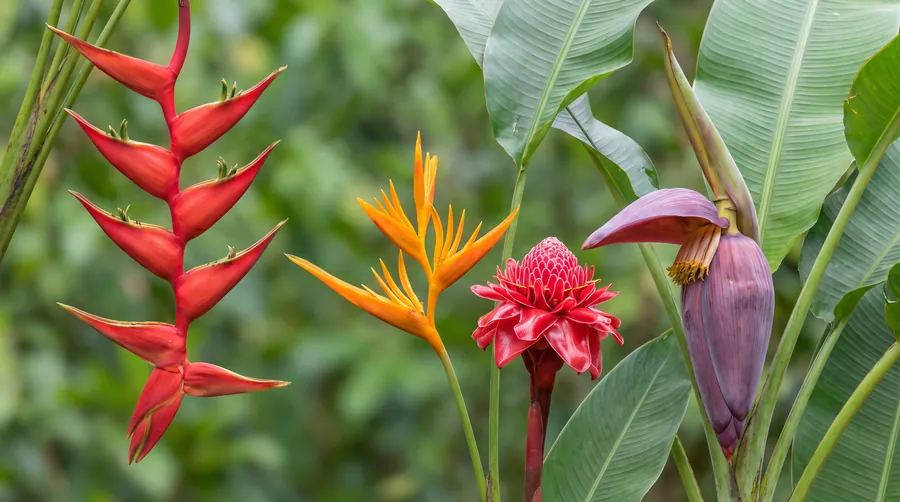 Heliconia, bird of paradise, torch ginger and banana flower