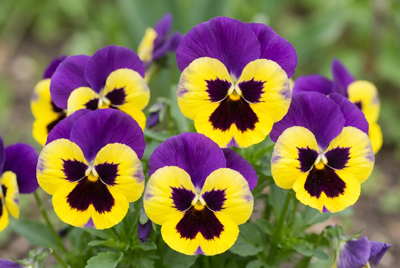 Purple and yellow pansies with dark face markings