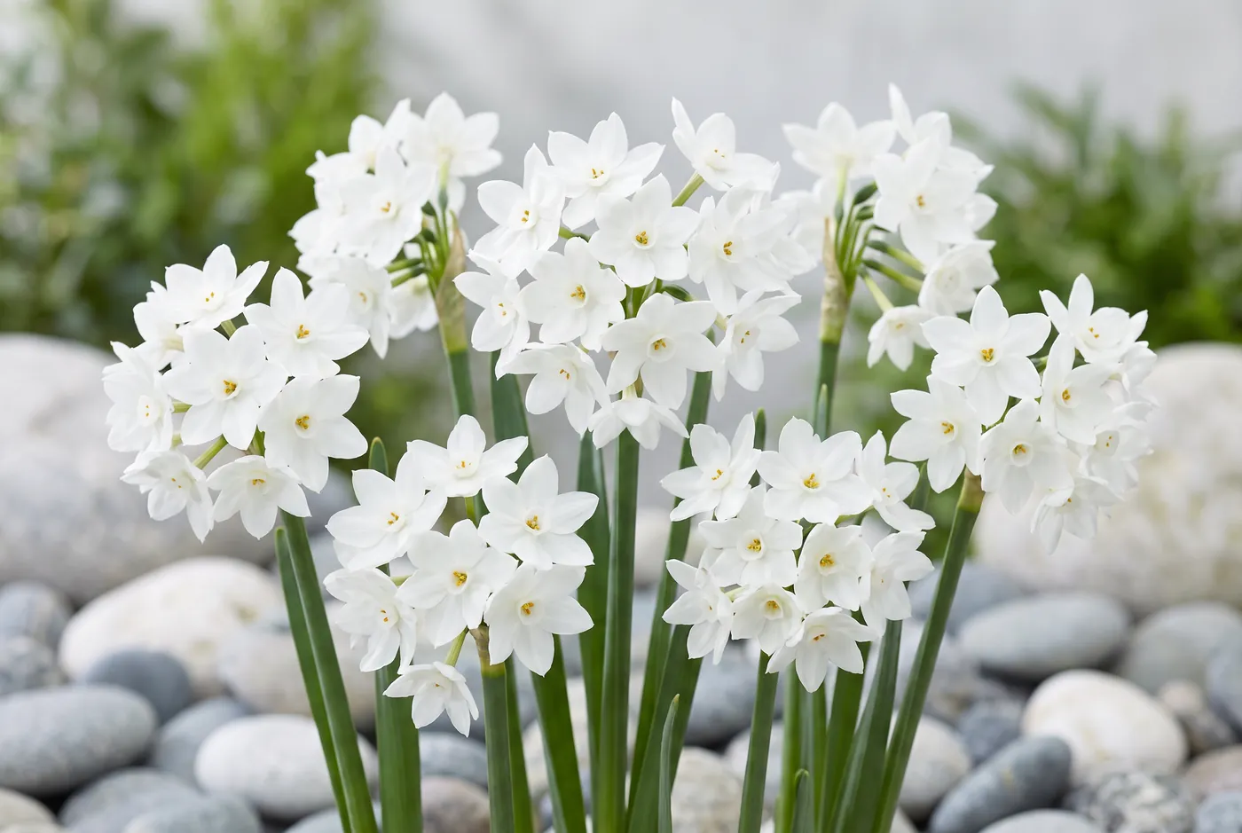 Clusters of small white paperwhite narcissus flowers