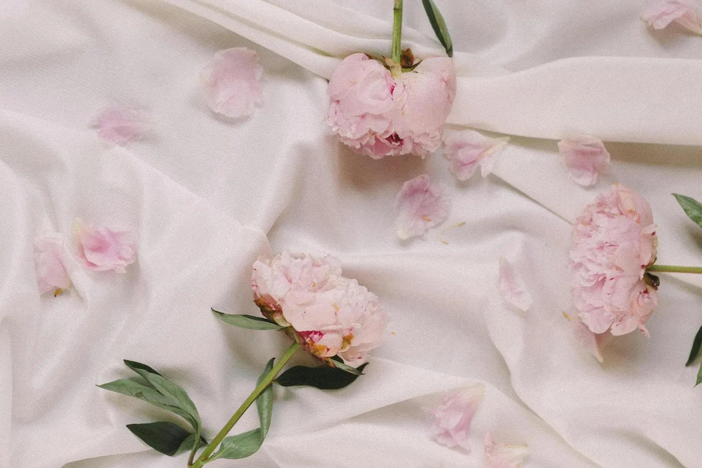 Peonies