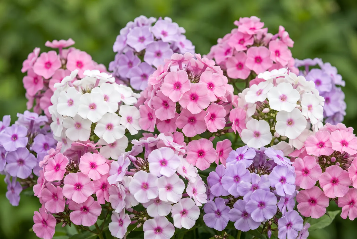 Domed heads of pink and white phlox flowers
