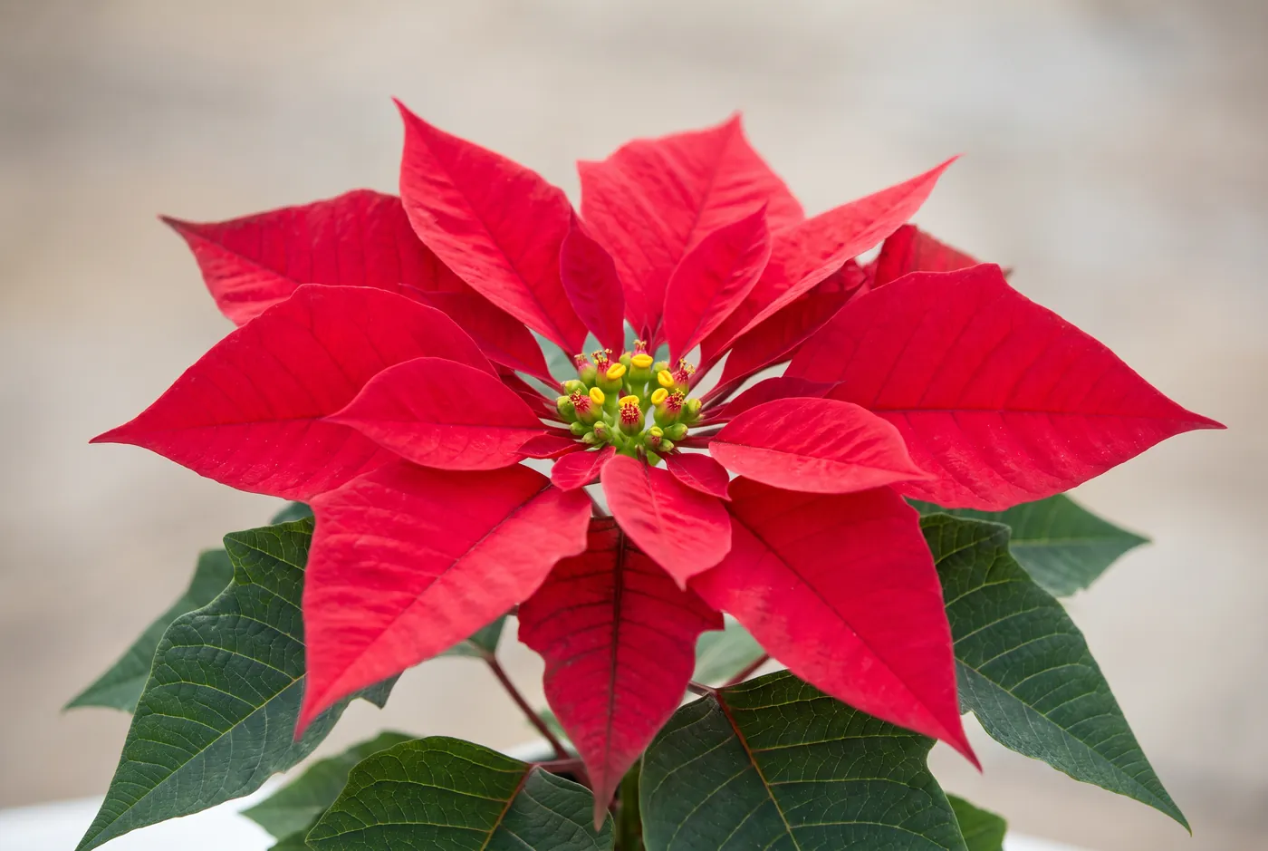 Red poinsettia bracts in close detail
