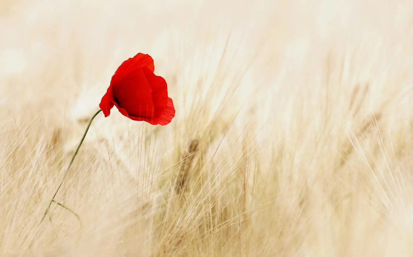 Poppies