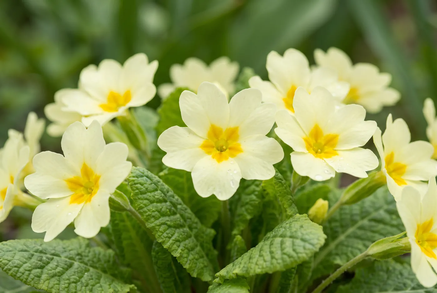 Pale yellow primrose flowers above crinkled green leaves