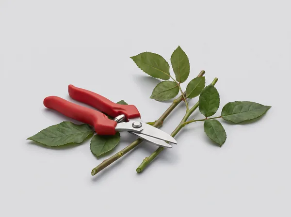 Floral Scissors & Shears