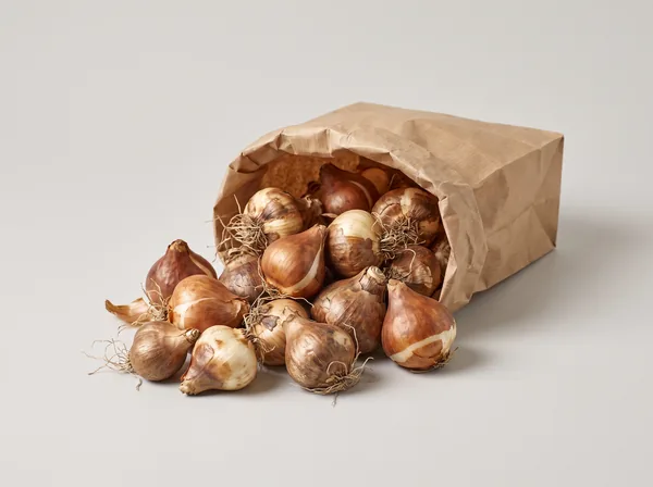 Spring Flower Bulbs