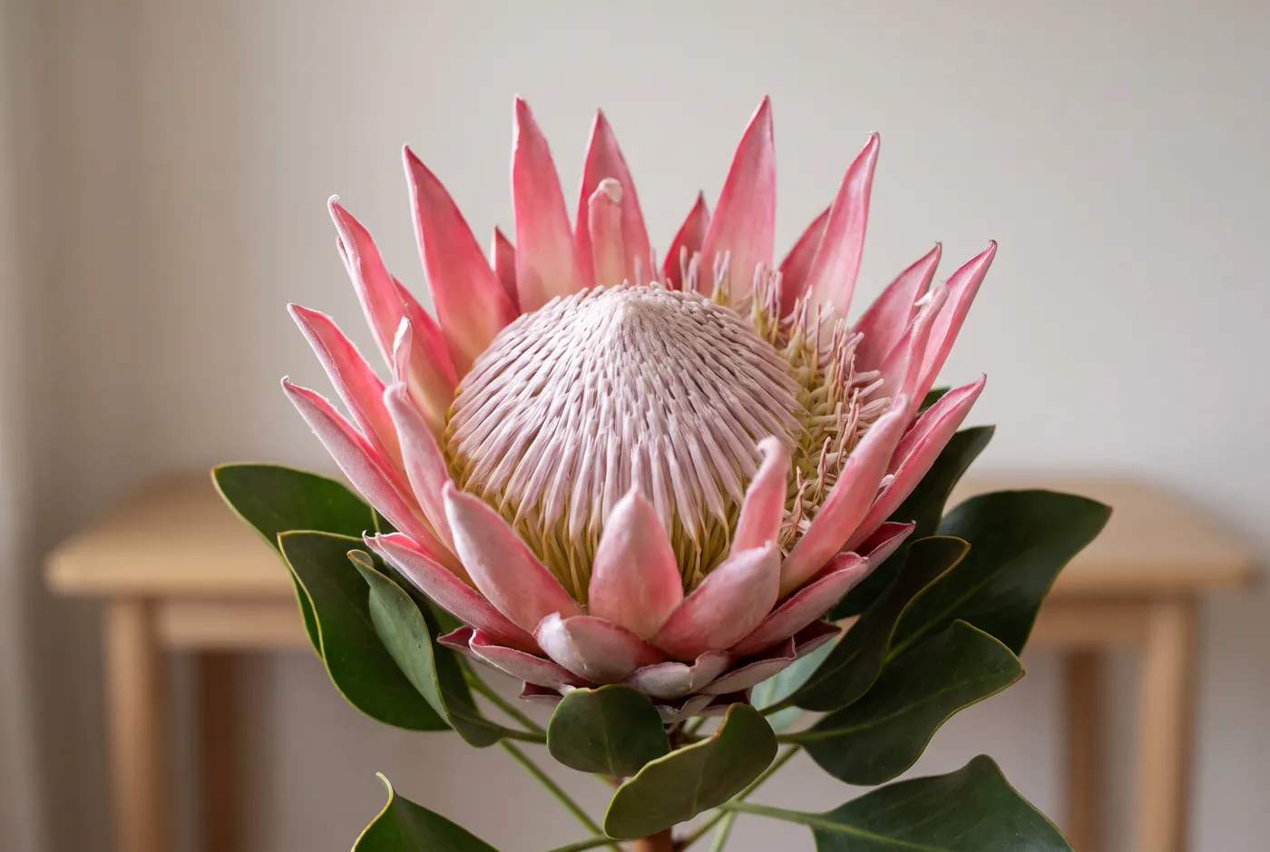 A king protea with pink bracts around a dense centre
