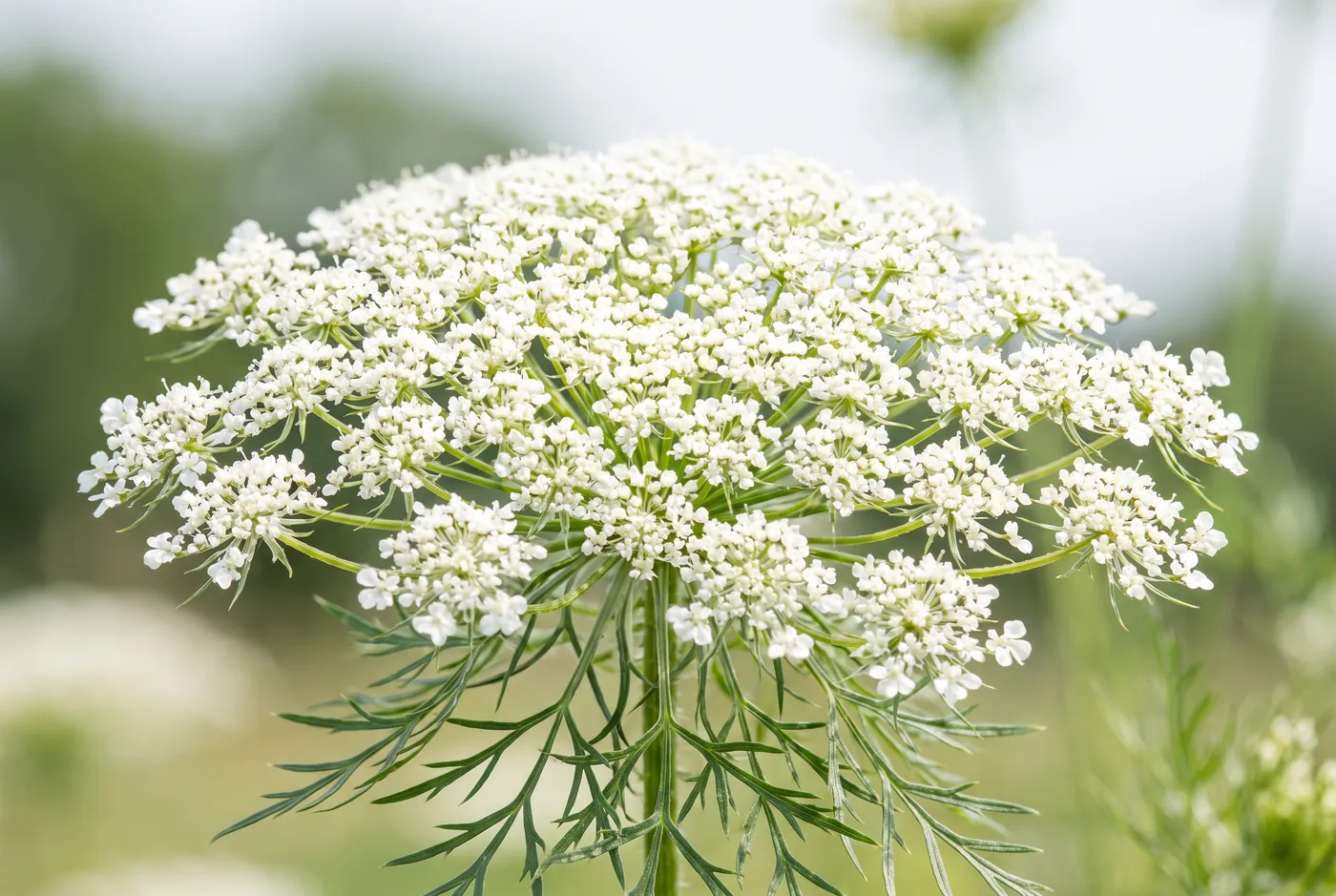 Flat white umbels of Queen Anne's lace on fine stems