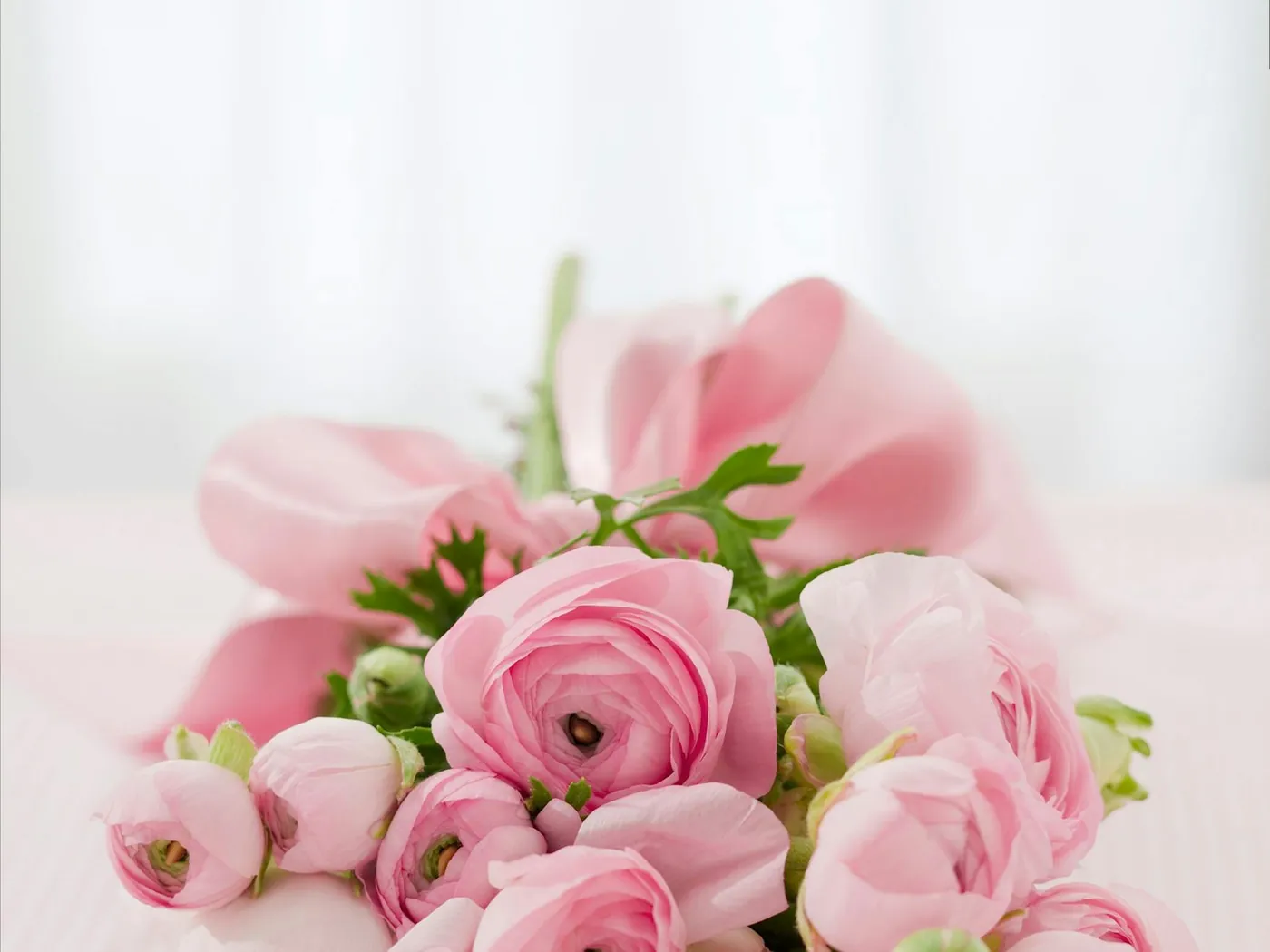Ranunculus