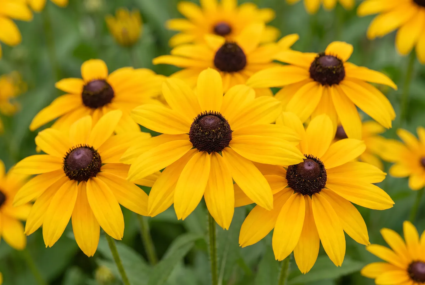 Golden rudbeckia flowers with dark brown central cones