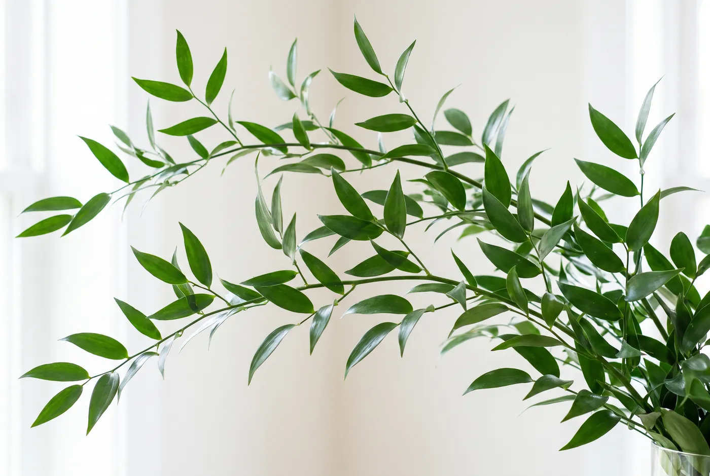 Long arching stems of glossy dark green Italian ruscus