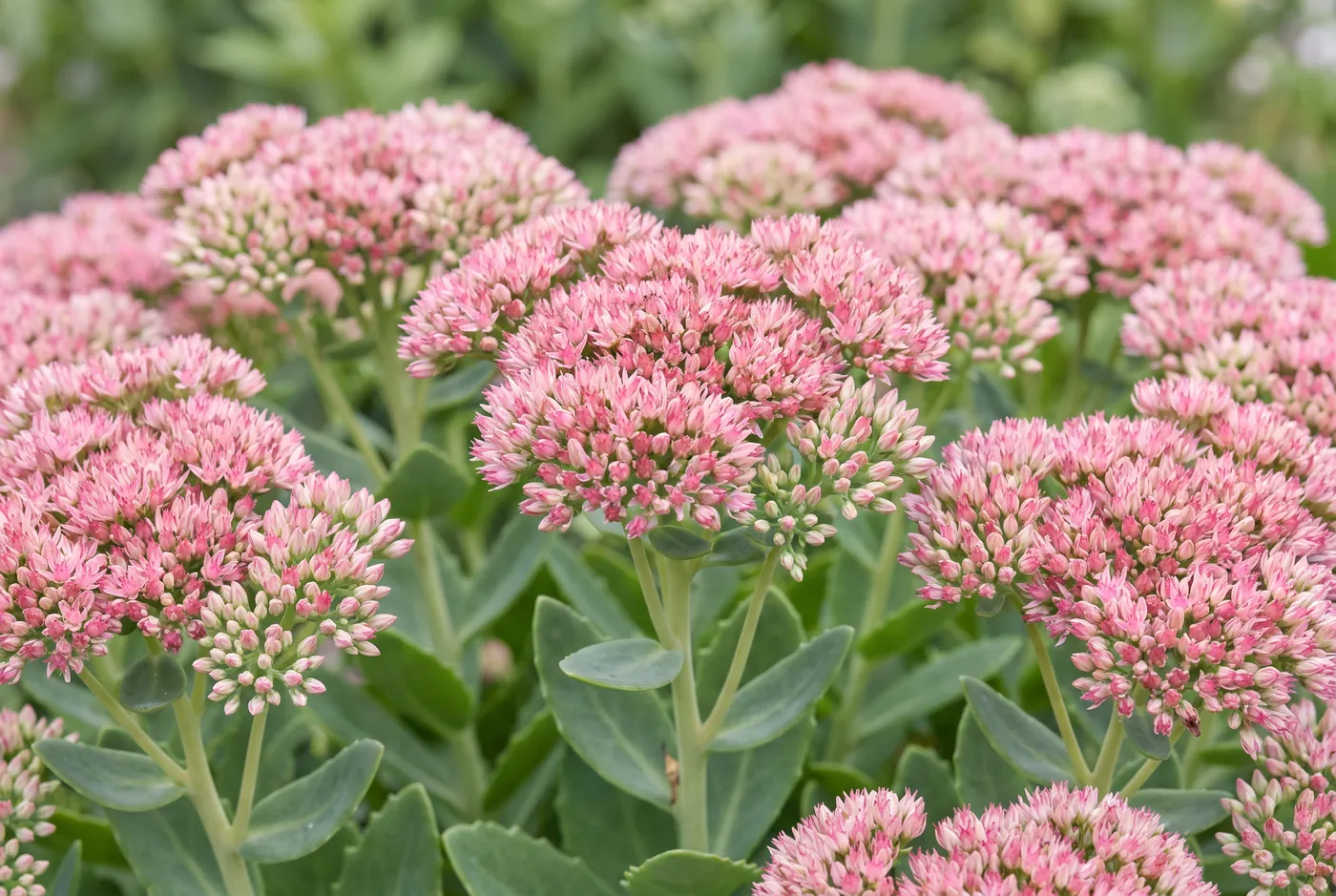 Flat dusky pink sedum flower heads above fleshy grey-green leaves