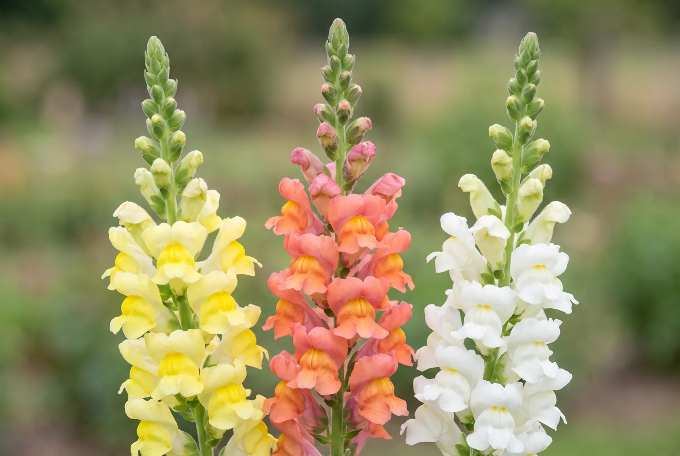 Tall snapdragon spikes in coral, white and yellow