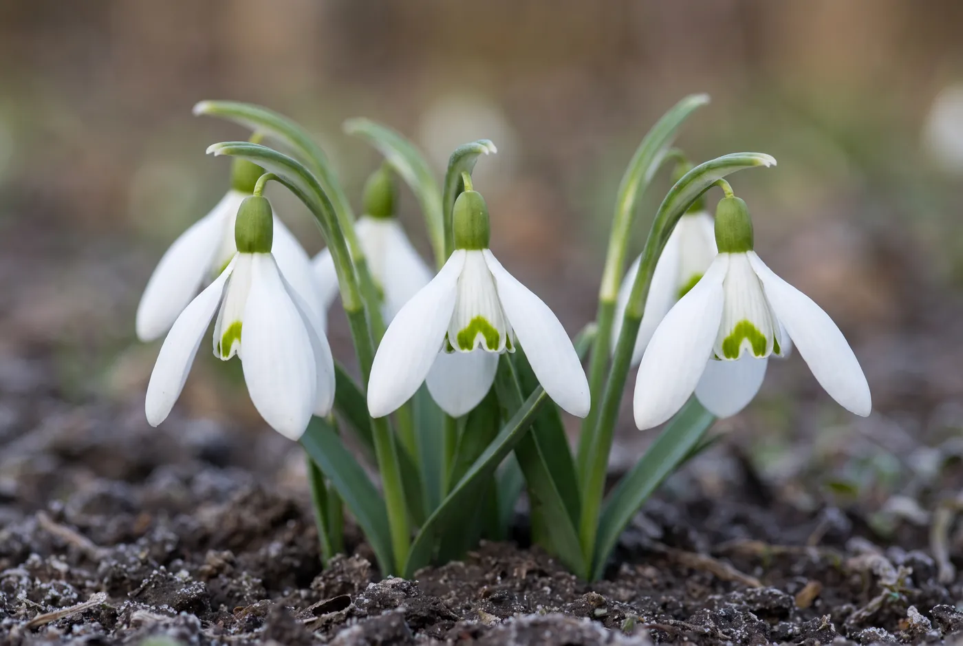 White snowdrops with green markings nodding above snow