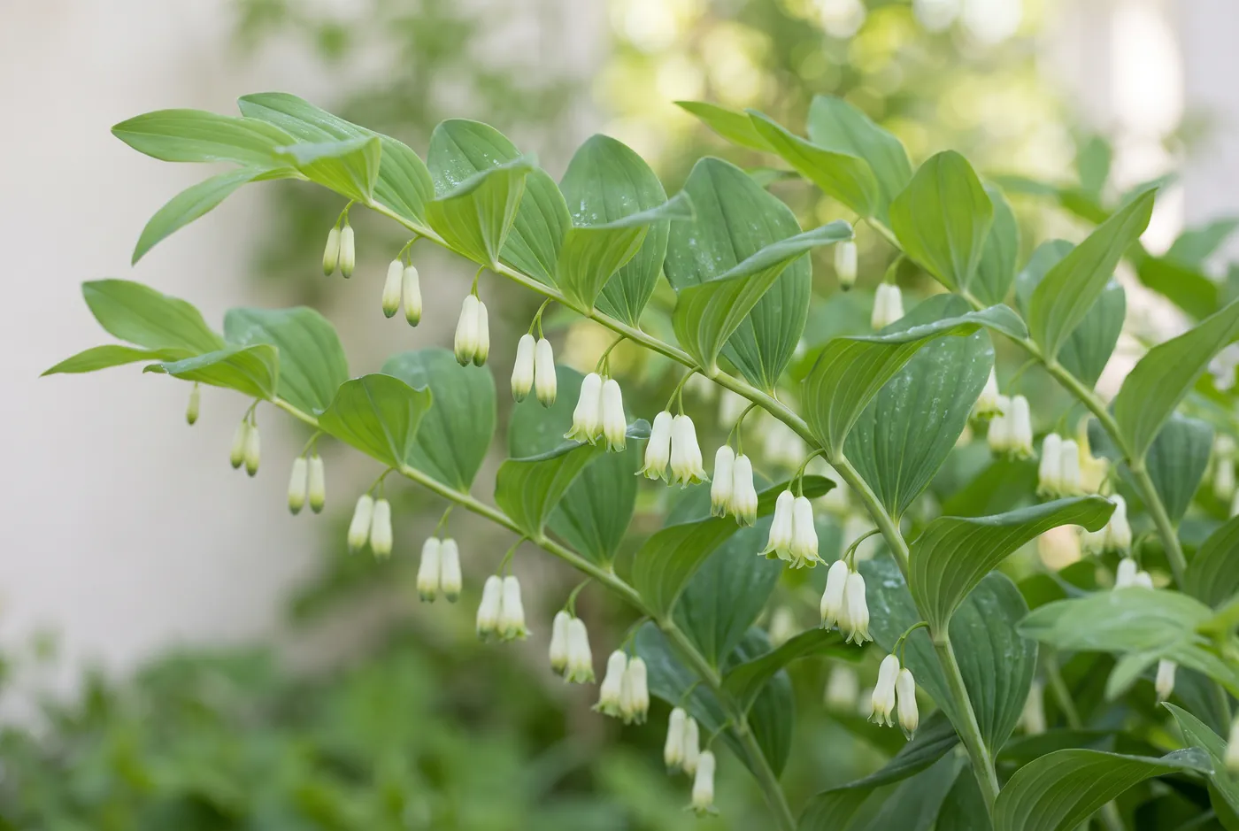 Arching Solomon's seal stems with hanging white bell flowers