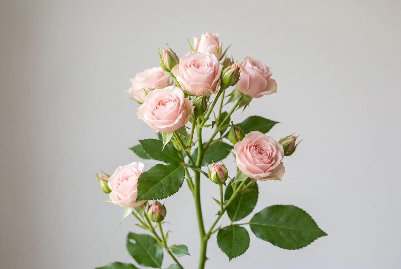 A spray rose stem carrying several small blush blooms