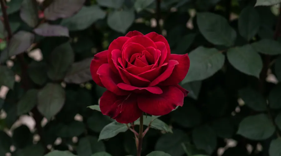 American Beauty rose, the state flower of District of Columbia