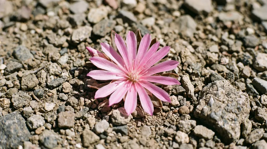 bitterroot, the state flower of Montana
