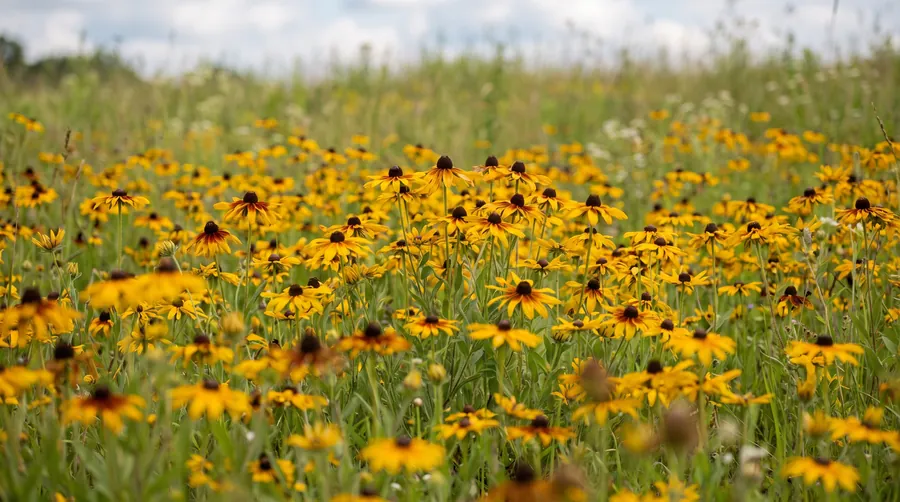 black-eyed Susan, the state flower of Maryland