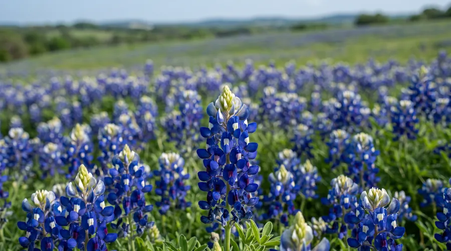 bluebonnet, the state flower of Texas