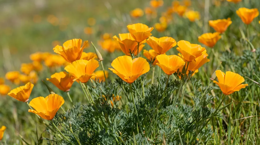 golden poppy, the state flower of California