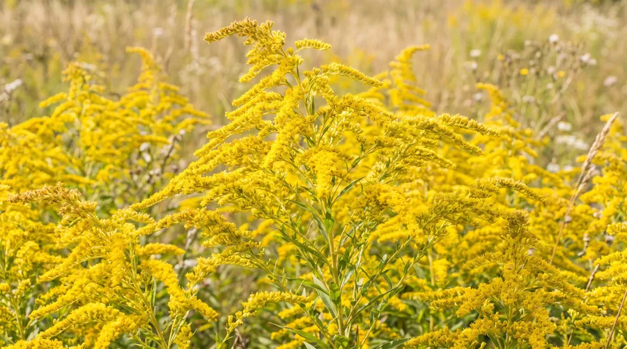 goldenrod, the state flower of Kentucky