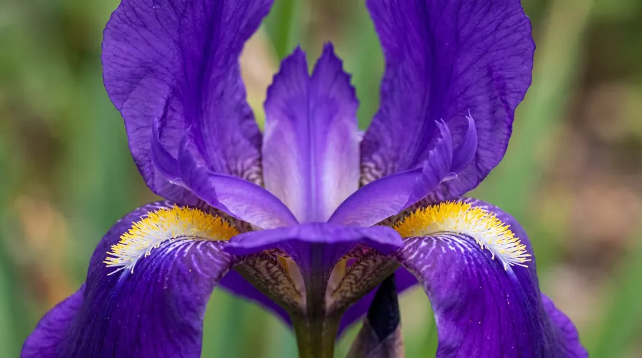 iris, with the passionflower as state wildflower, the state flower of Tennessee