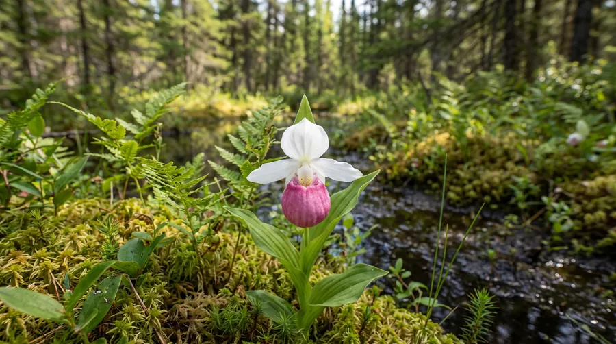 pink and white lady's slipper, the state flower of Minnesota