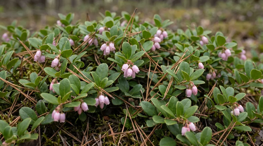 mayflower, the trailing arbutus, the state flower of Massachusetts