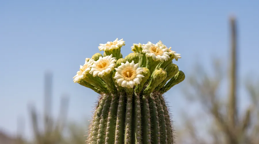 saguaro cactus blossom, the state flower of Arizona