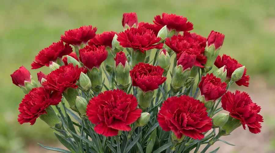 scarlet carnation, the state flower of Ohio