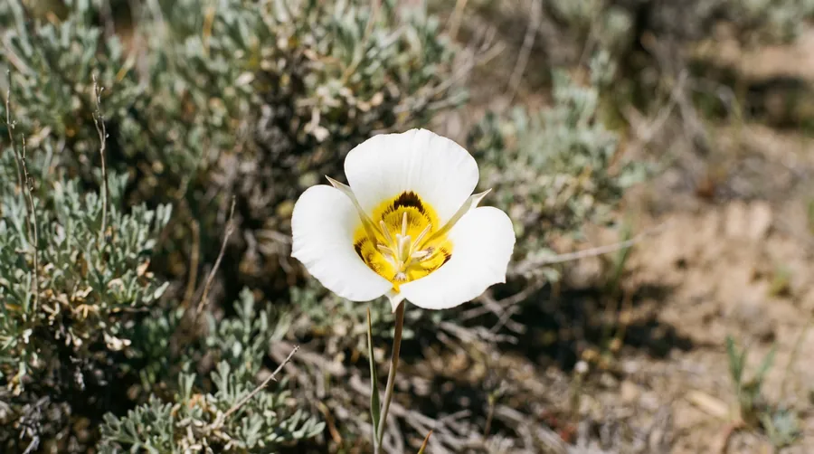 sego lily, the state flower of Utah