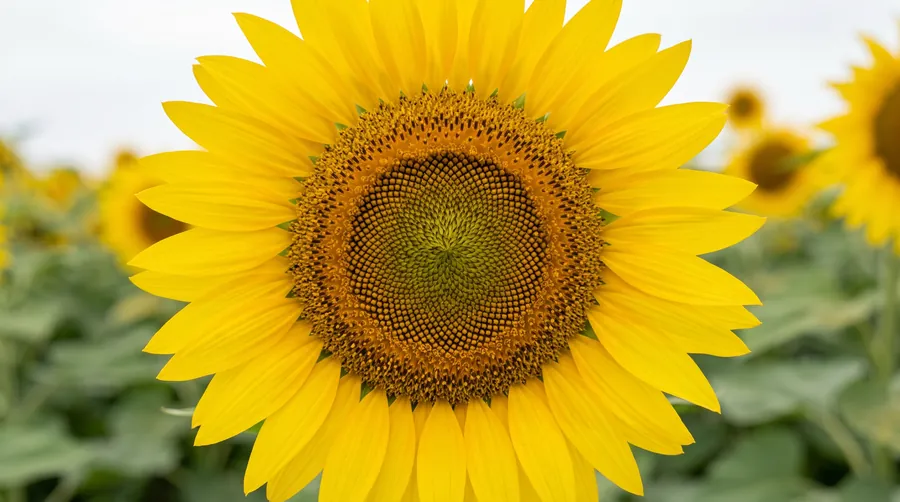 sunflower, the state flower of Kansas
