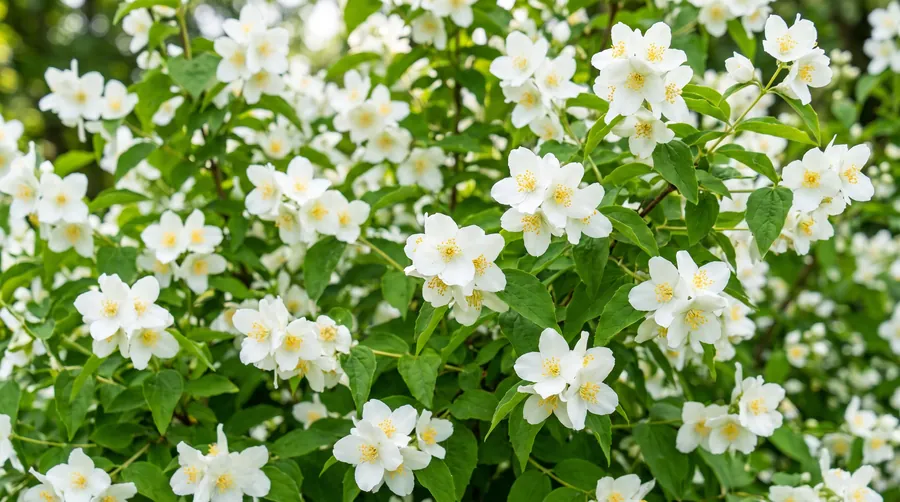 syringa, the state flower of Idaho