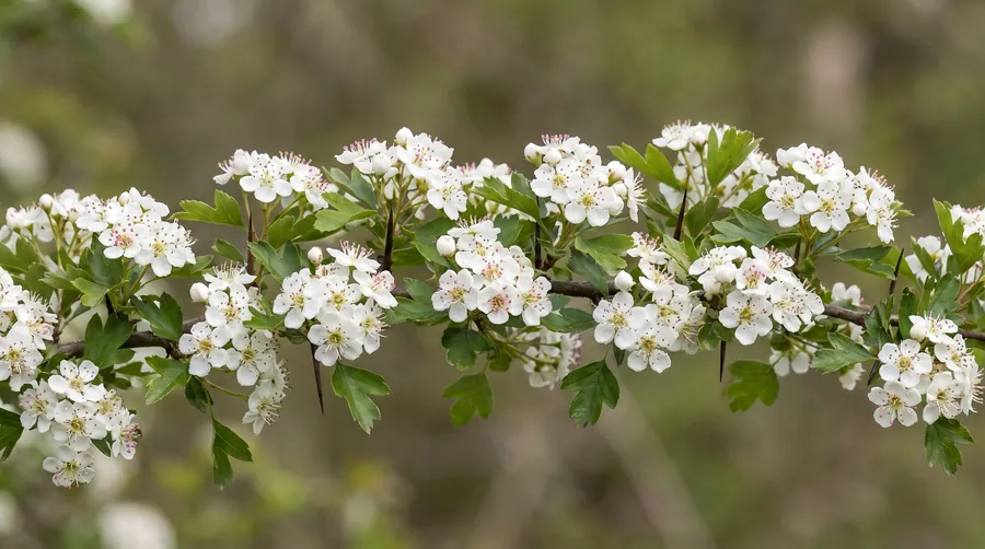 white hawthorn blossom, the state flower of Missouri