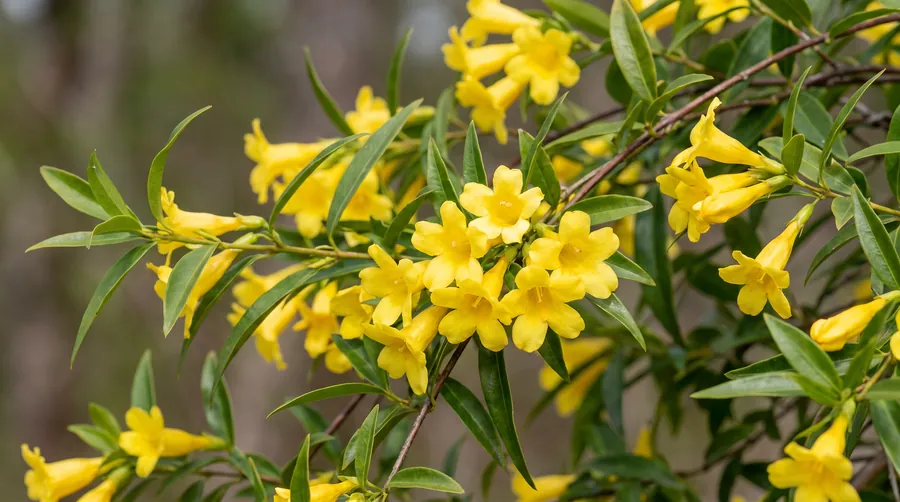 yellow jessamine, the state flower of South Carolina