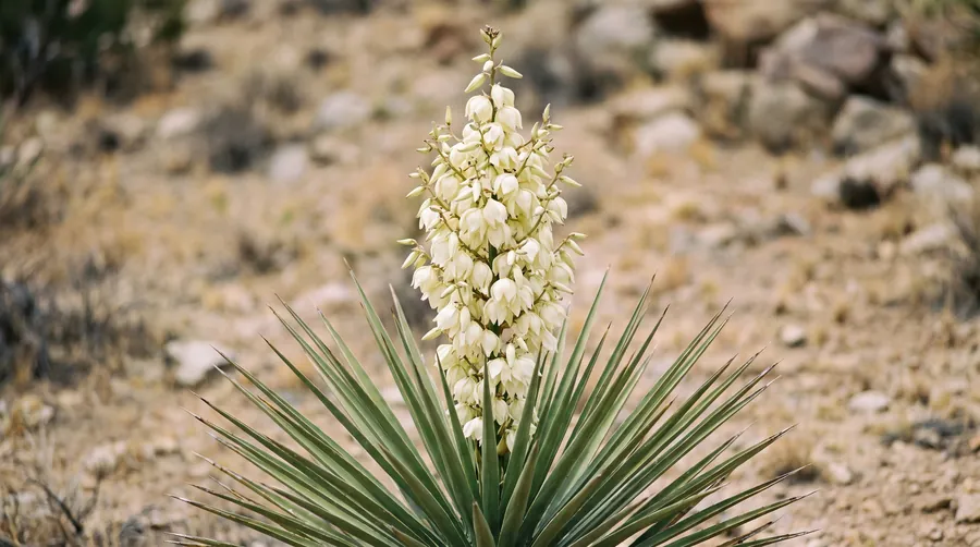 yucca, the state flower of New Mexico