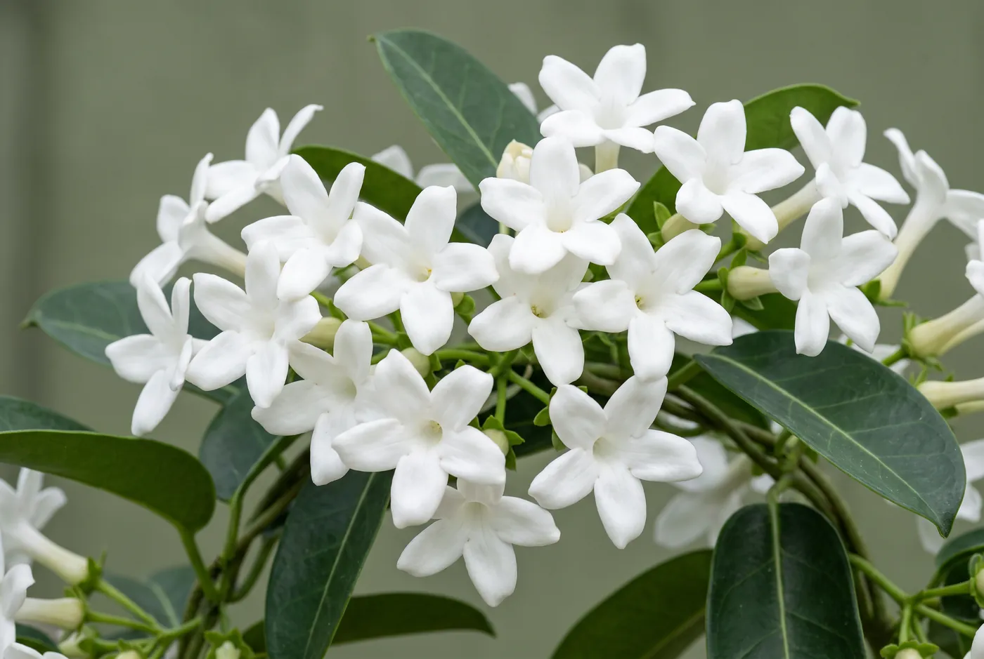 Waxy white stephanotis florets with five pointed lobes