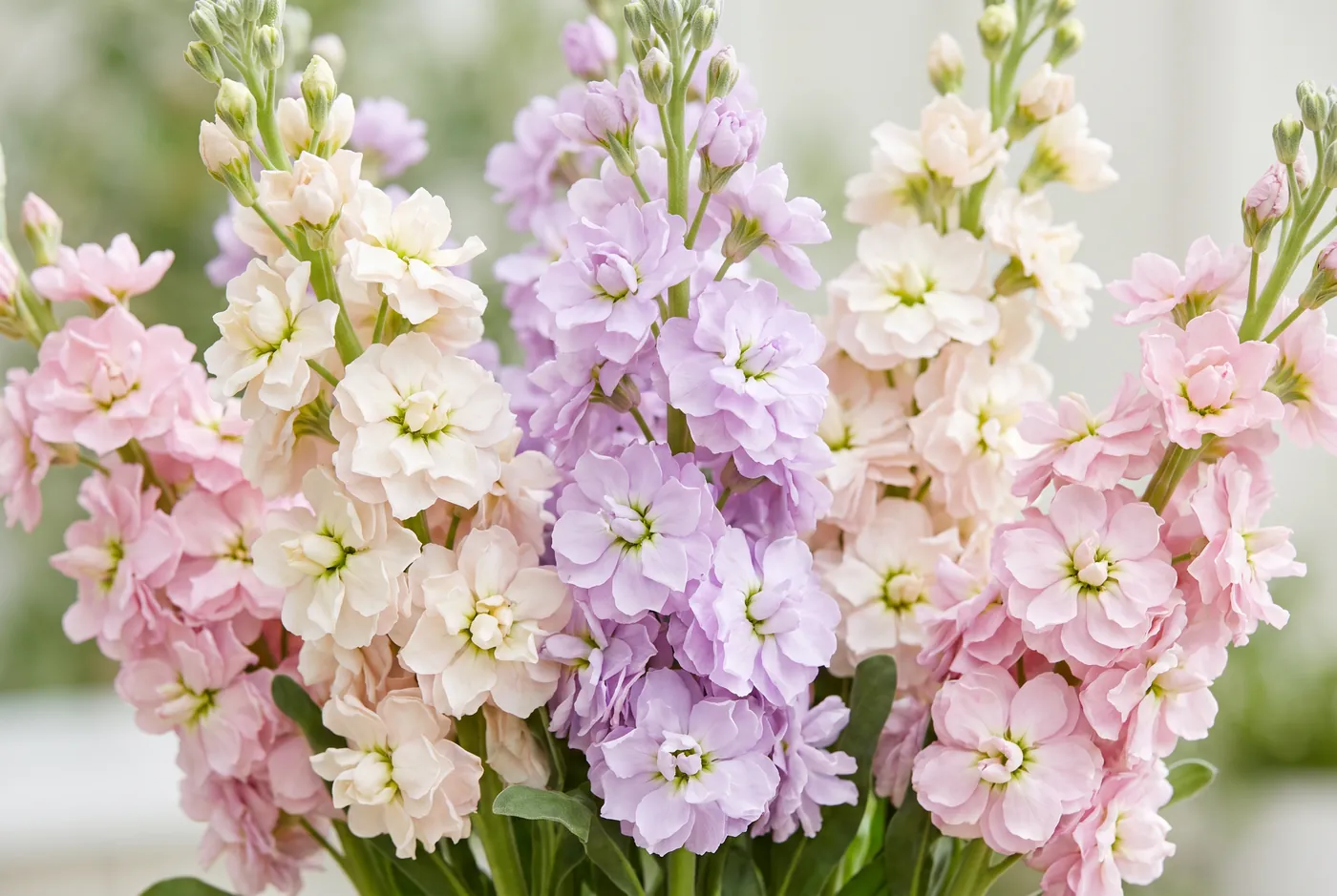 Dense spikes of pale pink and white stock