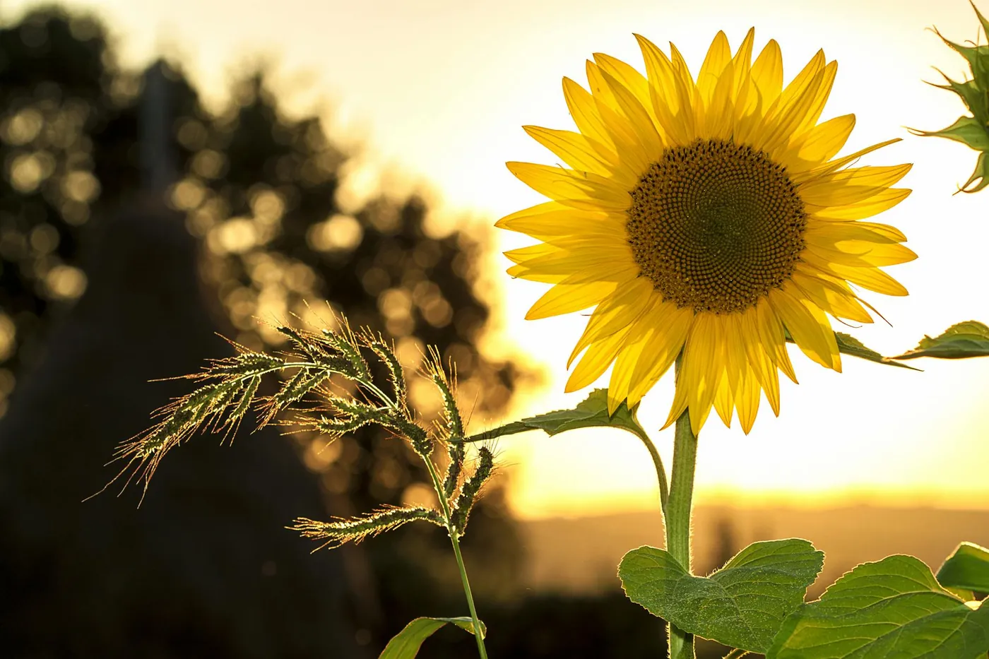 Sunflowers Care