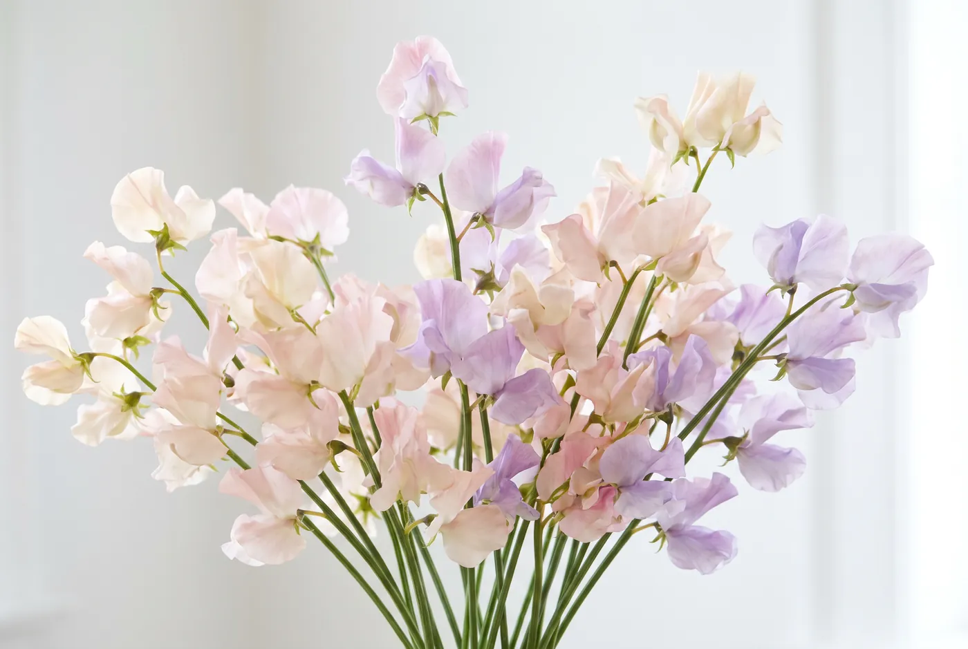 Pastel sweet pea blooms on slender stems