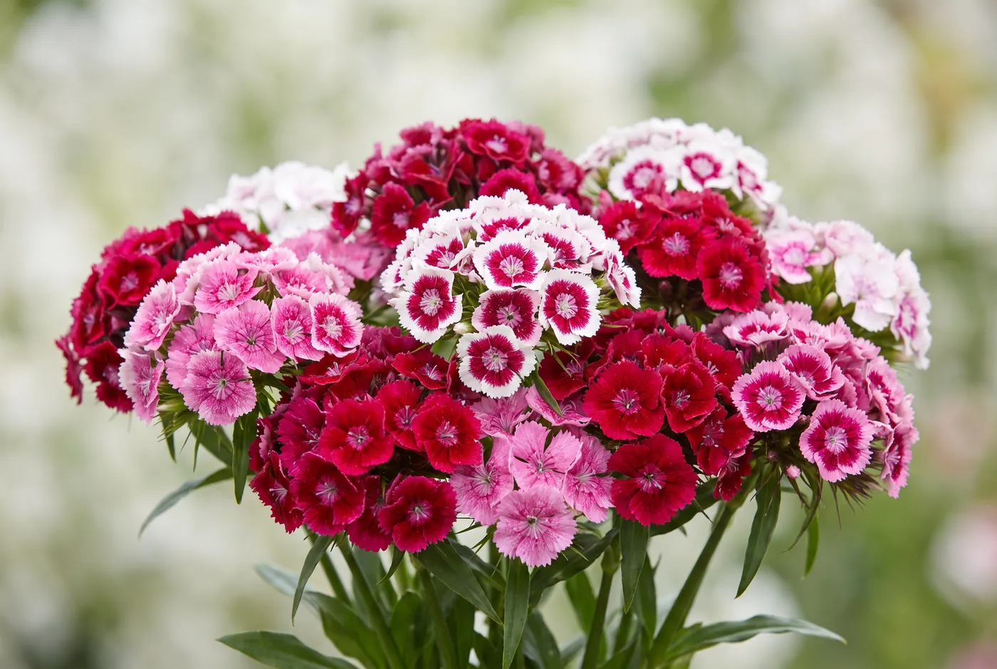 Dense flat heads of crimson and white sweet William flowers
