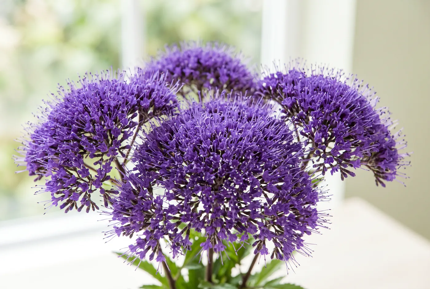 Flat domed heads of tiny purple trachelium flowers